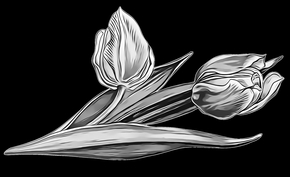 Два тюльпана3 - картинки для гравировки